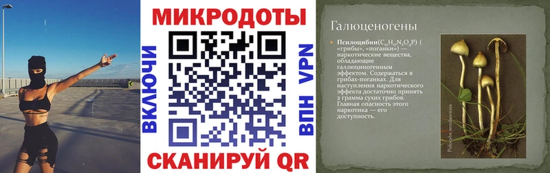 Псилоцибиновые грибы Psilocybine cubensis  Пыталово 